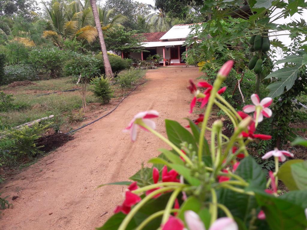 Sigiri Picaso Home Stay 시기리야 객실 사진